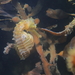 Observation photo