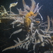 Observation photo