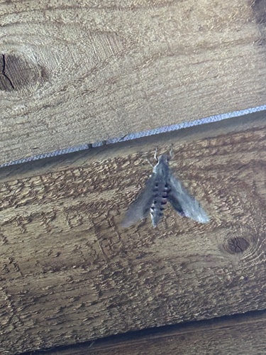 Convolvulus Hawkmoth
