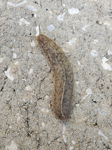 Florida Leatherleaf Slug