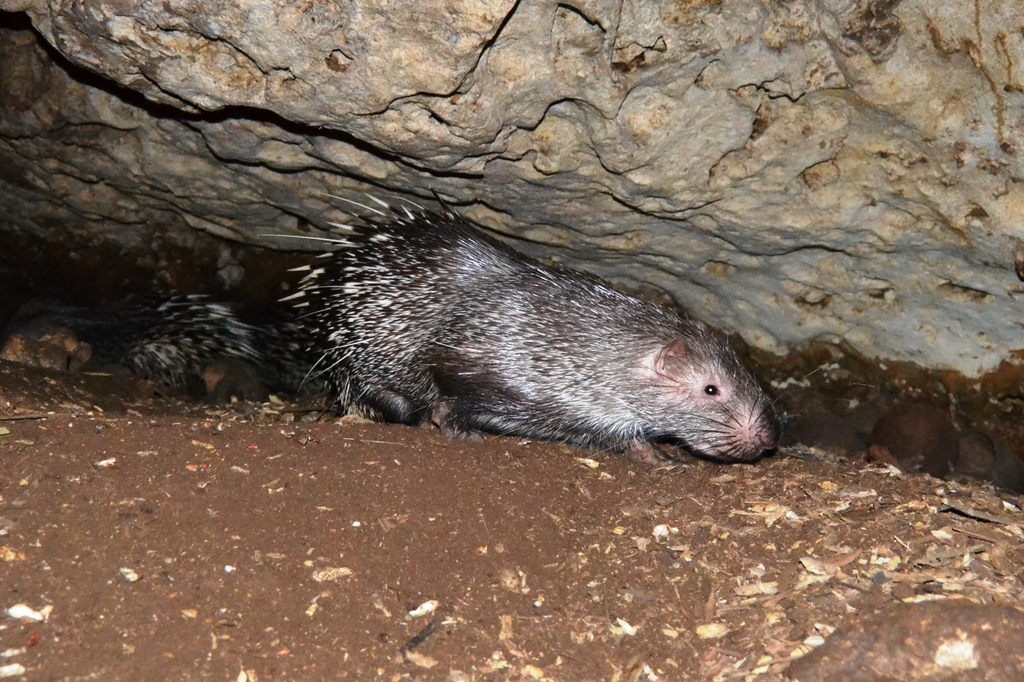 https://static.inaturalist.org/photos/41902670/large.jpeg