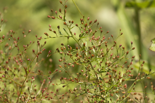 Illinois pinweed (Lechea racemulosa)