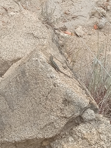 iNaturalist observation photo of Western Fence Lizard