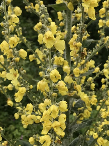 Hoary Mullein
