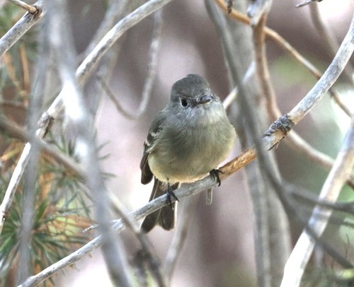 iNaturalist observation photo of Hammond's Flycatcher