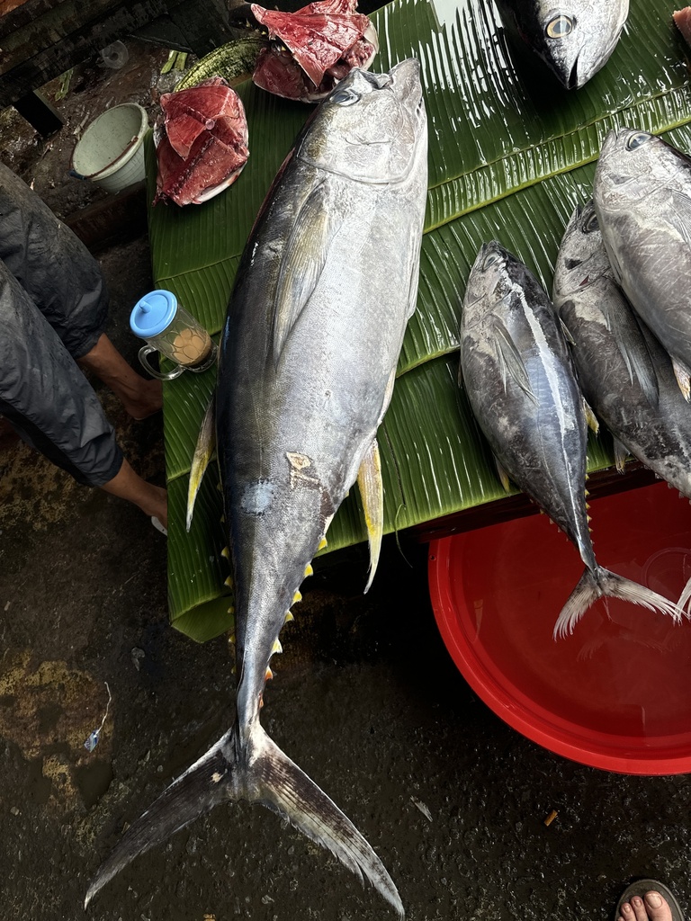 Yellowfin Tuna