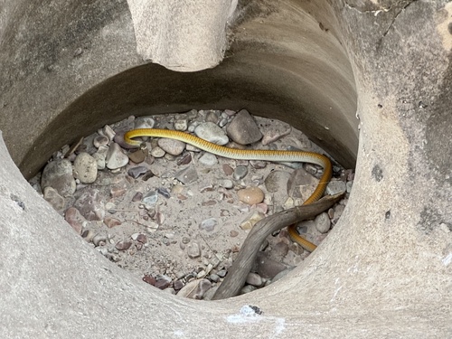 Common Tree Snake sighting