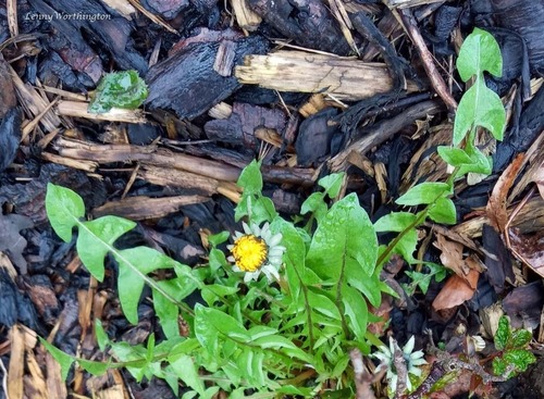 large hook-lobed dandelion (Taraxacum subhamatum)