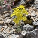 Erysimum collisparsum - Photo (c) mercantour, all rights reserved, uploaded by mercantour