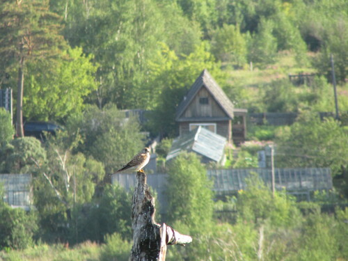 Eurasian Kestrel