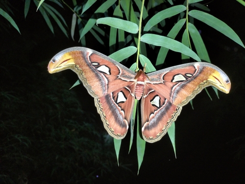 Atlas Moth