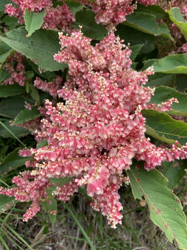 Japoninė reinutrė nuotrauka