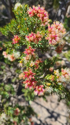 Melaleuca bromelioides thumbnail