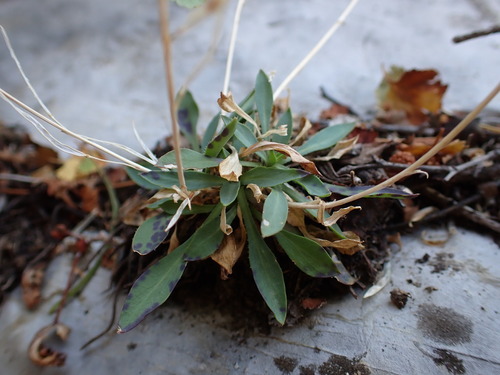Nye County false candytuft (Smelowskia holmgrenii)