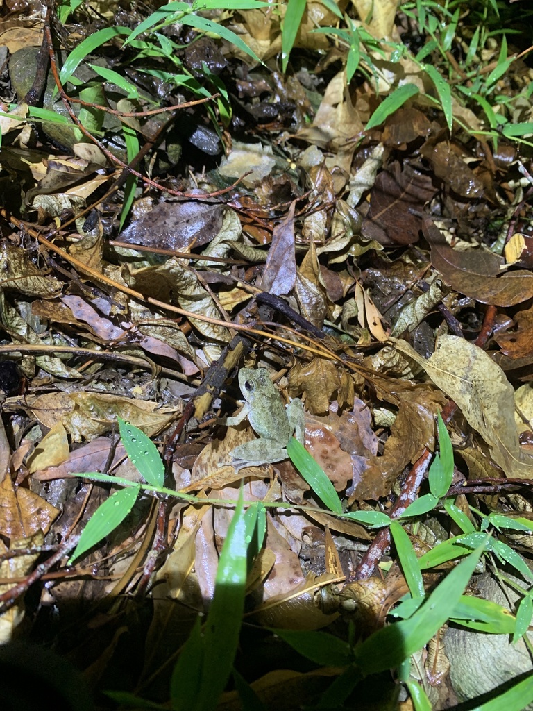 Stream Tree Frog Ota's stream tree frog from 臺灣島, 花蓮市, HUA, TW on August 14, 2024 at 07: ...
