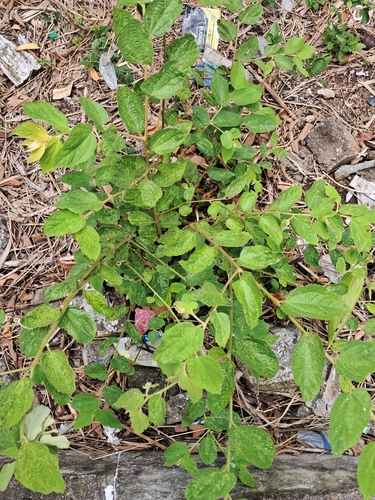 calabur tree