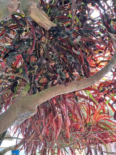 Variegated Croton