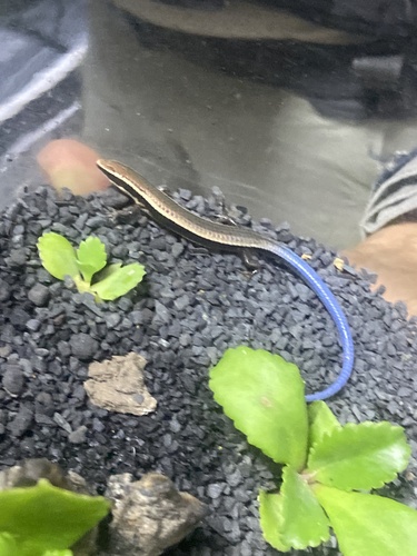 Maximilian's Blue-tailed Microteiid