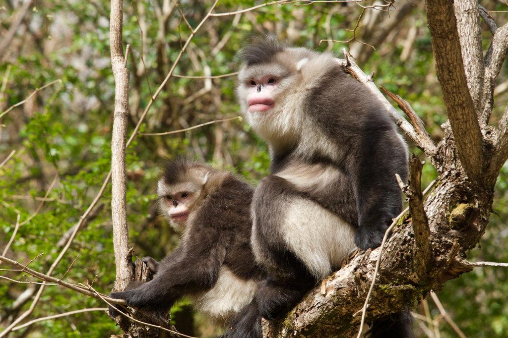 PDF) Allogrooming among female Yunnan snub-nosed monkeys (Rhinopithecus  bieti)