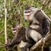 Black Snub-nosed Monkey - Photo (c) HUANG QIN, all rights reserved, uploaded by HUANG QIN