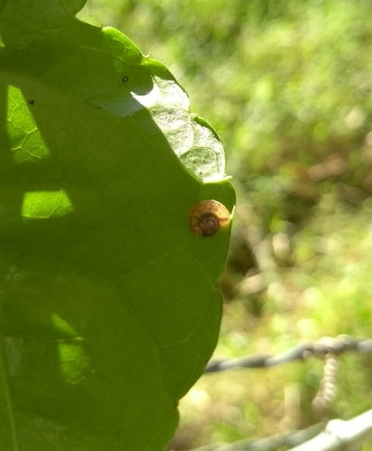 Asian Tramp Snail
