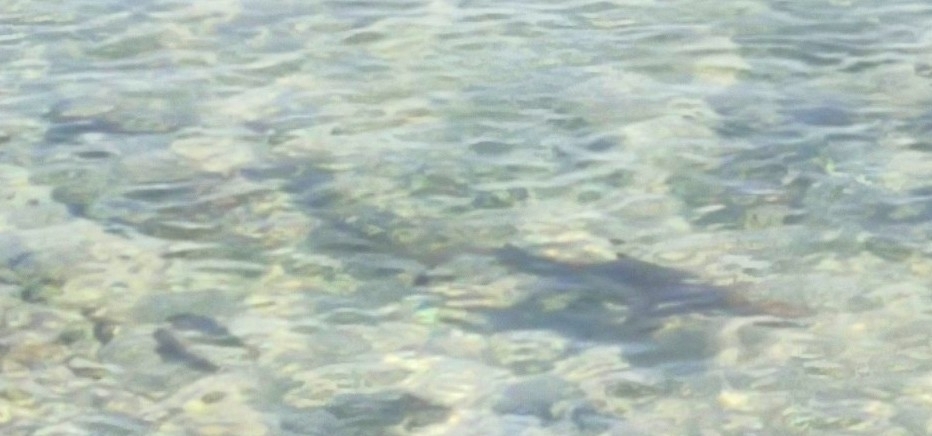 Blacktip Reef Shark