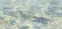 Blacktip Reef Shark