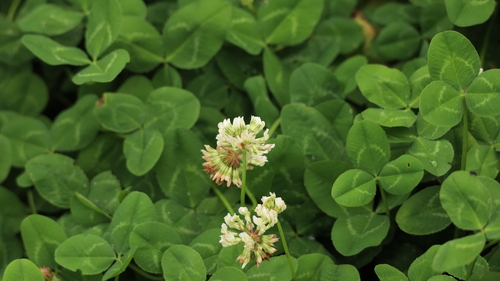 white clover