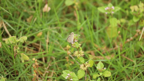 Pale Grass Blue