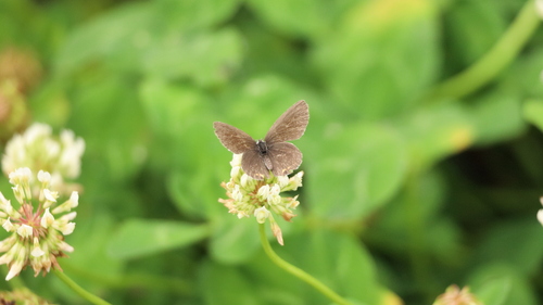 Short-tailed Blue