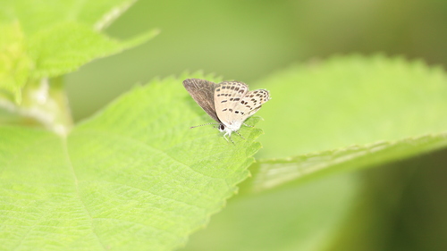 Tongeia filicaudis