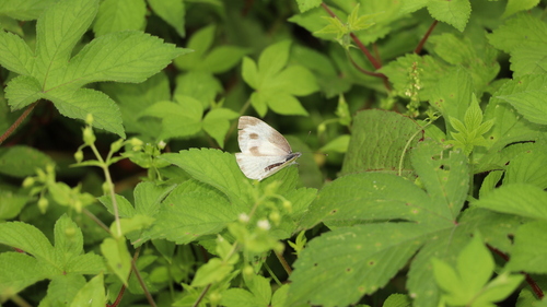 Indian Cabbage White