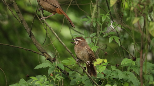 White-browed Laughingthrush