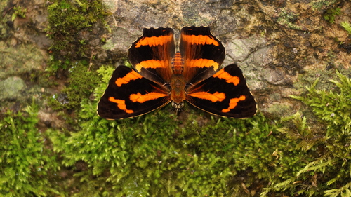 Symbrenthia sinica