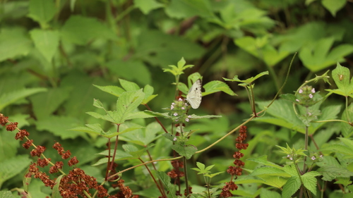 Indian Cabbage White