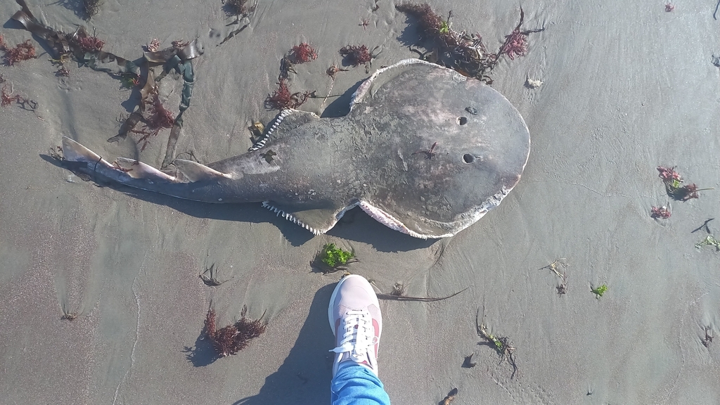 Cortez Electric Ray