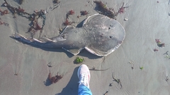Cortez Electric Ray