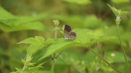 Tongeia filicaudis