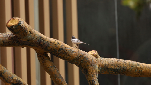 White Wagtail