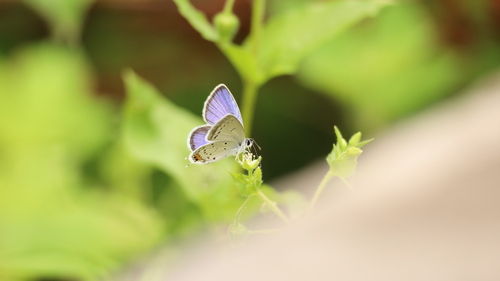 Short-tailed Blue