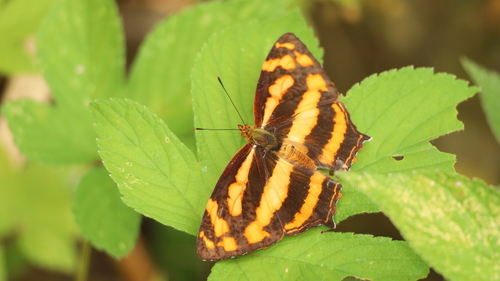 Common Jester