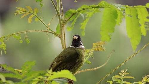 Collared Finchbill