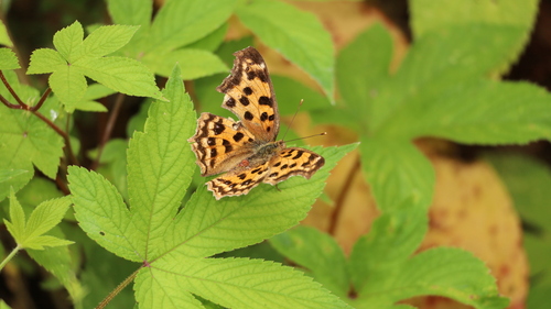 Asian Comma
