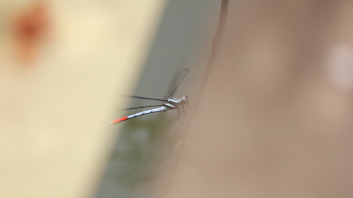 Philosina buchi