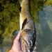 Mediterranean Trout - Photo (c) Pietro Sacchi, all rights reserved, uploaded by Pietro Sacchi