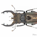 Lucanus fryi - Photo (c) Hanyang Ye, all rights reserved, uploaded by Hanyang Ye