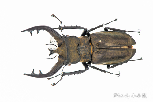 Lucanus thibetanus singularis
