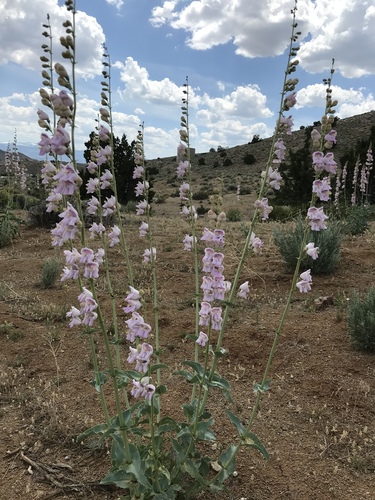 Palmer's penstemon
