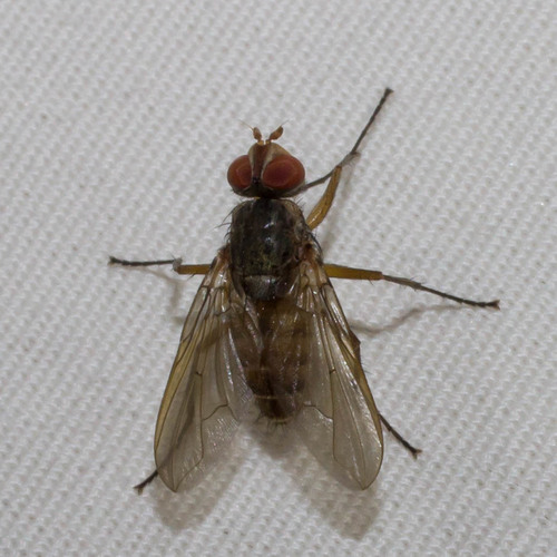 Eutrixa