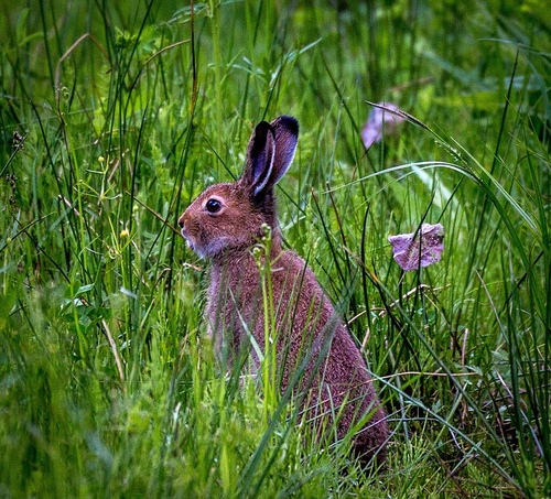 Mountain Hare